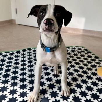 Ruckus -  Terrier Dog for Adoption in Brentwood, Missouri - Ruckus | PetCurious
