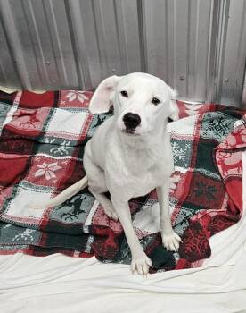 Josie- beautiful sweetheart seeking family -  Labrador Retriever and Corgi Dog for Adoption in Conway, South Carolina - Josie- Beautiful Sweetheart Seeking Family | PetCurious