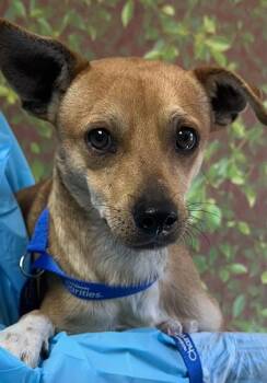 Chihuahua and Mixed Breed Dogs Available for Adoption - Taquito | PetCurious