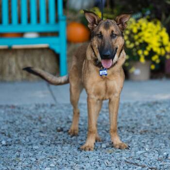 Gibson -  Shepherd Dog for Adoption in Wake Forest, North Carolina - Gibson | PetCurious