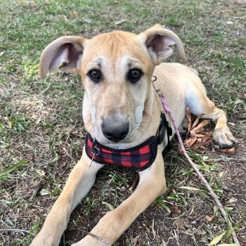 Labrador Retriever and Pit Bull Terrier Dogs Available for Adoption in Columbia, South Carolina - Buffett | PetCurious