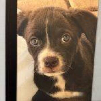 Squirt -  Australian Shepherd Dog for Adoption in Green Valley, Arizona - Squirt | PetCurious