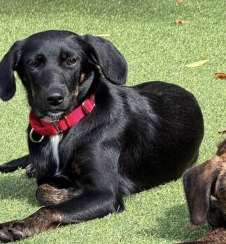 Louise -  Labrador Retriever Dog for Adoption in Pembroke, Massachusetts - Louise | PetCurious