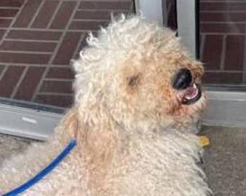Banks -  Poodle Dog for Adoption in Euclid, Ohio - Banks | PetCurious