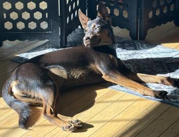 Rogan Murphy -  Mixed Breed Dog for Adoption in Chelmsford, Massachusetts - Rogan Murphy | PetCurious