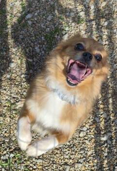 Pomeranian Dogs Available for Adoption in Anderson, Indiana - Romeo | PetCurious