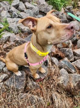 Rescue Pit Bull Terrier Dogs for Adoption in Manassas, Virginia - JANE | PetCurious
