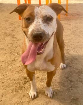 Rescue Staffordshire Bull Terrier and Labrador Retriever Dogs for Adoption in Joshua Tree, California - PEPPERMINT PATTY | PetCurious