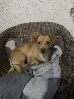 Rescue Chihuahua Dogs for Adoption in San Diego, California - Ricky | PetCurious