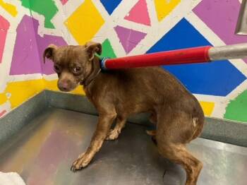 Chihuahua and Mixed Breed Dogs Available for Adoption in Baytown, Texas - MICHEAL | PetCurious