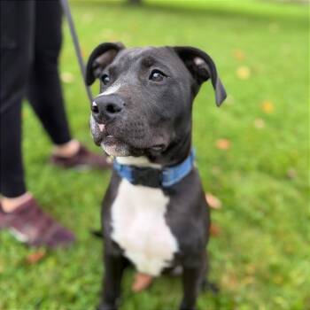 Ben -  Mixed Breed Dog for Adoption in Bangall, New York - Ben | PetCurious