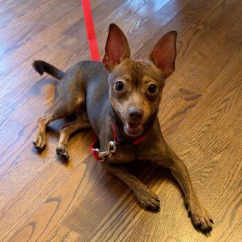 Kyle - your silly BFF -  Miniature Pinscher and Chihuahua Dog for Adoption in Barrington, Illinois - Kyle - Your Silly BFF | PetCurious