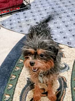 Luz -  Terrier Dog for Adoption in Albuquerque, New Mexico - Luz | PetCurious