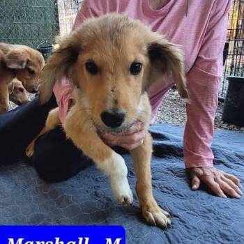 Marshall -  Mixed Breed Dog for Adoption in Knoxville, Tennessee - Marshall | PetCurious