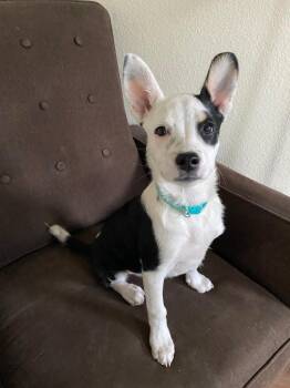 Australian Cattle Dog Blue Heeler and Cattle Dog Dogs Available for Adoption - LaReine | PetCurious