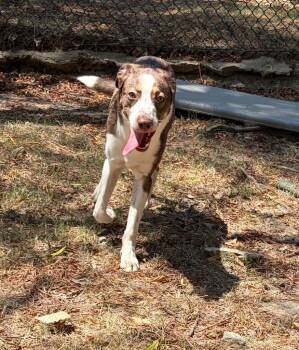 Gregory -  Shepherd Dog for Adoption in Little Rock, Arkansas - Gregory | PetCurious