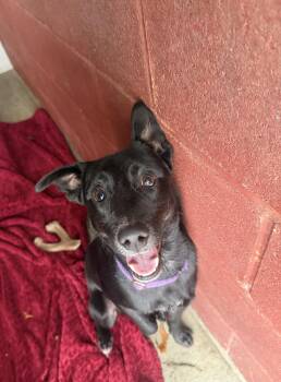 Rescue Mixed Breed Dogs for Adoption in Cranston, Rhode Island - RIVEN | PetCurious