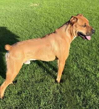 BRODY -  Boxer and Labrador Retriever Dog for Adoption in Levelland, Texas - BRODY | PetCurious
