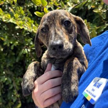 Sia -  Dachshund and Mixed Breed Dog for Adoption in Goleta, California - Sia | PetCurious