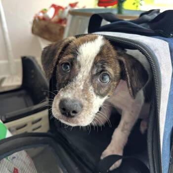 Rescue Mixed Breed Dogs for Adoption in Yaphank, New York - Oriana | PetCurious