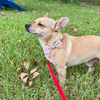 Splash -  Chihuahua and Mixed Breed Dog for Adoption in Helena, Alabama - Splash | PetCurious