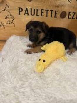 #3 Purple -  Mixed Breed Dog for Adoption in Hot Springs, South Dakota - #3 Purple | PetCurious