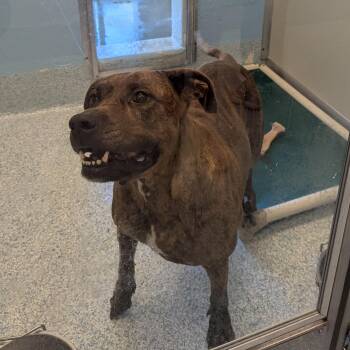 Dixie -  Pit Bull Terrier Dog for Adoption in Stafford, Virginia - Dixie | PetCurious