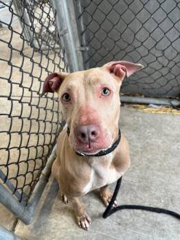 Pit Bull Terrier Dogs Available for Adoption in Chicago, Illinois - Rubina | PetCurious