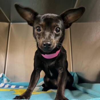 Candy -  Mixed Breed Dog for Adoption in Chattanooga, Tennessee - Candy | PetCurious