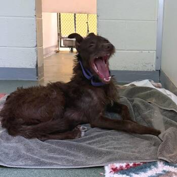 Dingo Dango -  Terrier and Mixed Breed Dog for Adoption in Charlottesville, Virginia - Dingo Dango | PetCurious