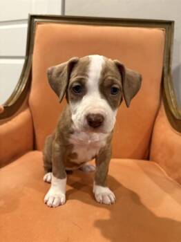 LILO -  Pit Bull Terrier and Mixed Breed Dog for Adoption in Colorado Springs, Colorado - LILO | PetCurious