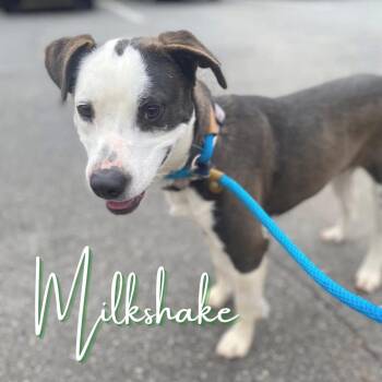 Beagle Dogs Available for Adoption - Milkshake | PetCurious
