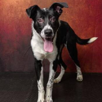 Loki -  Border Collie and Mixed Breed Dog for Adoption in Salt Lake City, Utah - Loki | PetCurious
