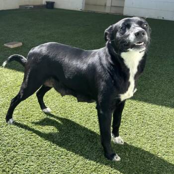PAISLEY 8464 -  Retriever and Mixed Breed Dog for Adoption in Loxahatchee Groves, Florida - PAISLEY 8464 | PetCurious