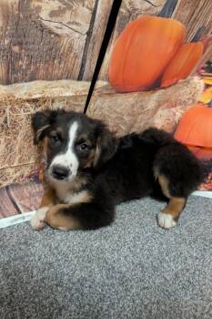 Ben (Aussie) -  Australian Shepherd Dog for Adoption in Brewster, New York - Ben (Aussie) | PetCurious