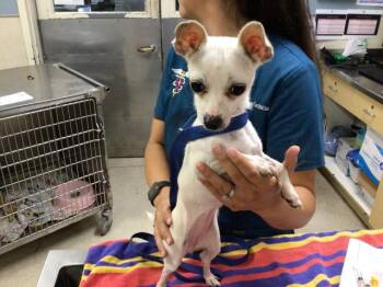 Chihuahua Dogs Available for Adoption - OLIVE | PetCurious