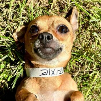 Prissy -  Chihuahua Dog for Adoption in Helena, Alabama - Prissy | PetCurious
