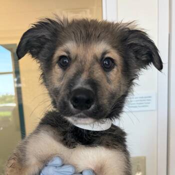 Don Antonio -  Australian Shepherd and Great Pyrenees Dog for Adoption in Nashville, Tennessee - Don Antonio | PetCurious