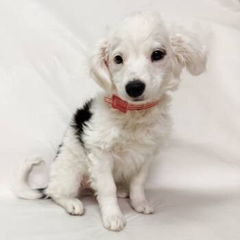 Rescue Mixed Breed Dogs for Adoption in Parker, Colorado - 819 (2025) Bubbles | PetCurious