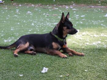 Rocket3 -  Chihuahua and Miniature Pinscher Dog for Adoption in Littleton, Colorado - Rocket3 | PetCurious