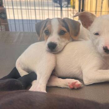 Mickey -  Jack Russell Terrier and Terrier Dog for Adoption in Escondido, California - Mickey | PetCurious