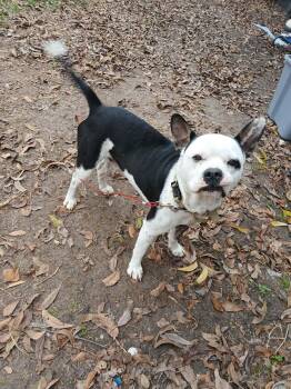 Boston Terrier Dogs Available for Adoption in Humble, Texas - Romeo | PetCurious