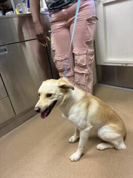 Labrador Retriever and Australian Cattle Dog Blue Heeler Dogs Available for Adoption in Norco, California - STANLEY TUCCI | PetCurious