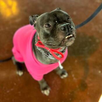 Rescue Pit Bull Terrier and Mixed Breed Dogs for Adoption in Columbia, South Carolina - Mae Mae | PetCurious