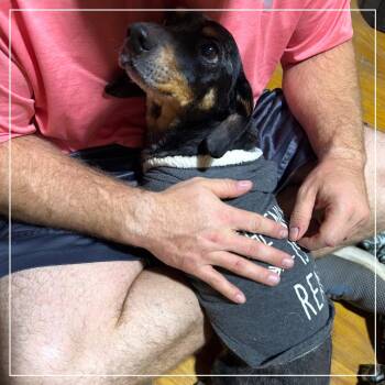 Dachshund Dogs Available for Adoption - Glory | PetCurious