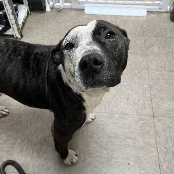 American Staffordshire Terrier Dogs Available for Adoption in Birmingham, Alabama - Jaisha | PetCurious