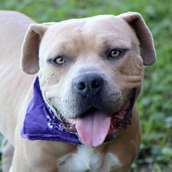 Wallace (AO37832) -  American Bulldog Dog for Adoption in Kansas City, Kansas - Wallace (AO37832) | PetCurious