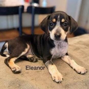 Eleanor -  Hound and Chihuahua Dog for Adoption in Lexington, Kentucky - Eleanor | PetCurious
