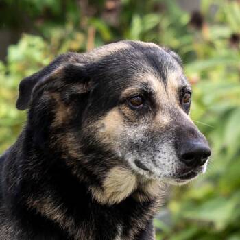 Ollie -  German Shepherd Dog and Mixed Breed Dog for Adoption in Council Bluffs, Iowa - Ollie | PetCurious