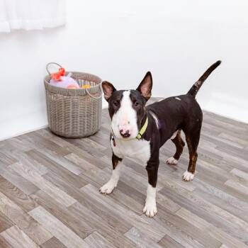 Chico -  Bull Terrier and Mixed Breed Dog for Adoption in Los Angeles, California - Chico | PetCurious